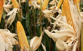 农富106玉米品种的特性，中抗玉米螟（5.8MR）