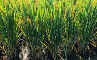 广泰优粤农丝苗水稻种简介,每亩有效穗数20.8万穗