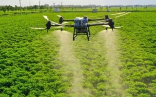 夏季苗圃除草剂的施用小技巧，第一次喷药在6月下旬进行