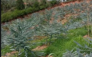 尤加利的养殖方法，每天晒光6小时左右