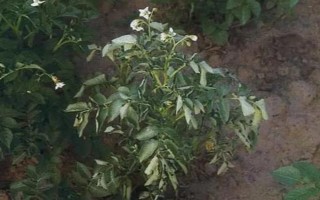 马铃薯晚疫病有什么症状，叶片发病会出现暗绿色水渍状斑点