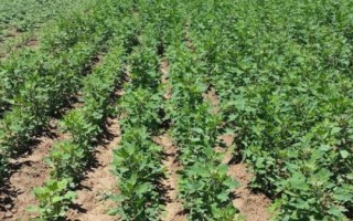 藜麦如何种植，绝对不可连作