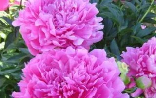 芍药和牡丹的区别，植株高度和花期均不同