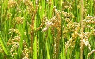 青香软526水稻种子介绍,做好病虫草防治工作