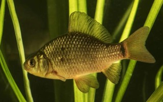 鲫鱼产卵多久结束，一般为3天左右