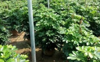 发财树的种植方法，种植起来是比较简单