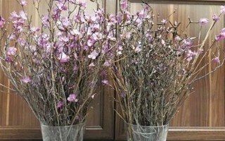 干杜鹃花树枝能养多长时间，只能养50天左右