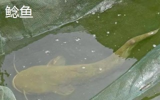 鸡肝能不能钓鱼，鸡肝能钓鱼