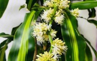 巴西木开花有毒吗，没毒但味道比较浓郁