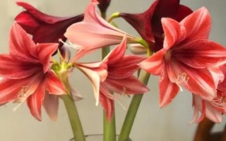 朱顶红叶片发黄如何处理，不同情况所采取的措施有区别