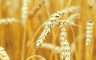 郑麦113小麦种子介绍,全生育期215.9天