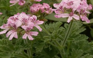 天竺葵和海棠花有什么区别，花期、叶片、株高等方面均不同