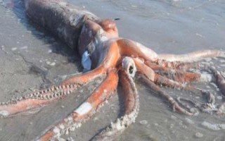 大王乌贼的体型，成年后可达到10-13米