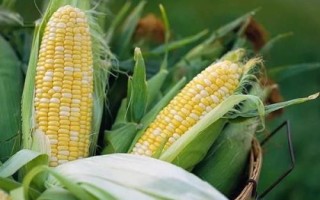 胶研1809玉米种子简介,夏播生育期104天