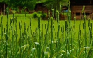 阜麦13小麦种子特点，为中筋品种