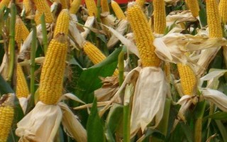 庆科玉1号玉米种的特征特性，生育期为144.8天