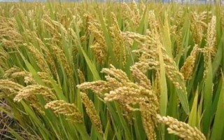 豪粳1号水稻品种简介,全生育期为131.4天