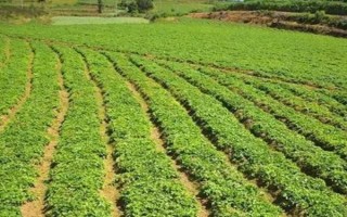 种植中药材不能用什么肥料，具有腐蚀与毒害作用、含有有害离子的肥料均不能使用