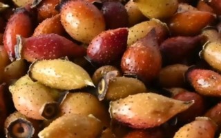 金樱子的叶片长什么样，呈椭圆状卵形或披针状卵形