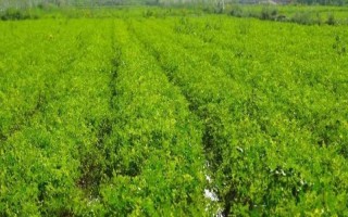 甘草的种植技术,播种可采用条播或者穴播的方式
