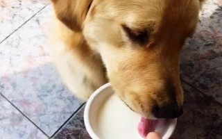 狗狗可以喝酸奶吗,狗狗是可以喝酸奶的
