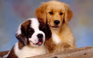 狗狗发烧后的症状，会出现精神沉郁、食欲下降、体温上升等现象