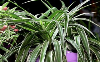 为什么吊兰要放鸡蛋壳，需要一定养料来进行养护