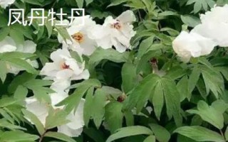 牡丹食用品种，主要包括凤丹牡丹、紫斑牡丹