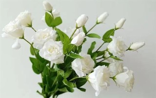 白色洋桔梗的花语，寓意纯洁美好、真挚爱情等