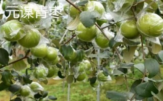 云南元谋县的特产，小番茄是特色种植品种