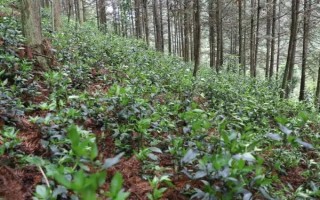 林下养殖可以养什么，可以放养或圈养鸡、鸭、鹅等