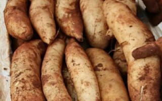 雪莲果可以存放多久，常温下能放3-4天