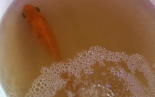 鱼身上有黑点如何解决,水质差需每隔1周换一次水