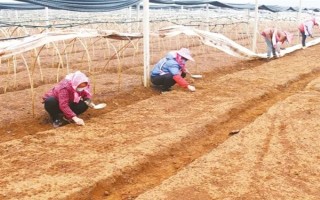 黄精的田间管理办法，前中期要做好翻耕的工作