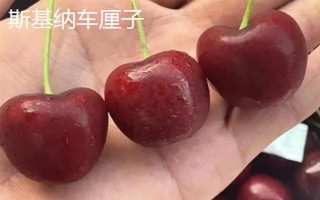 车厘子的品种介绍，常见的有金车车厘子、红灯、美早等