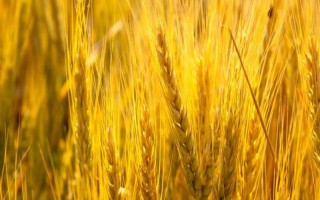 宿553小麦品种的特性