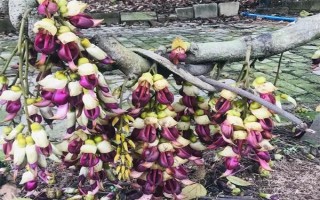 禾雀花的花语是什么，寓意欢快、快乐、坚韧顽强等