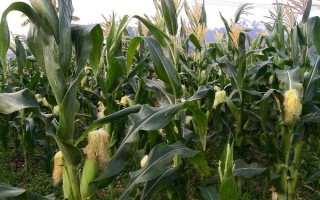 贵卓玉806(区试名称:ZH1706)玉米品种的特性,中抗灰斑病
