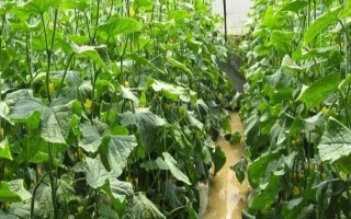 黄瓜重茬死棵怎么办，采取轮作措施可大大减轻危害