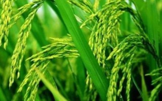 C两优673水稻种子介绍,大田每亩用种量0.85千克