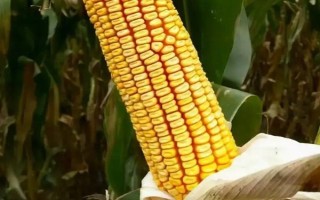苏科甜1506玉米种子特征特性,一般7月中旬至8月中旬播种