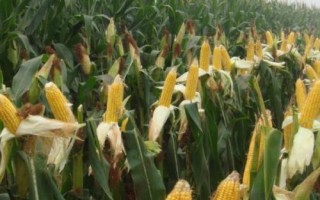 晟玉18玉米种简介,夏播生育期98-103天