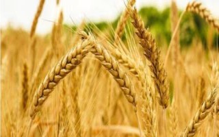 中麦30小麦品种的特性，属半冬性品种
