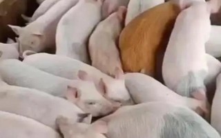 猪苗的价格，各地的售价有很大区别