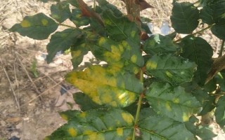 花椒树苗什么时候种植，秋季8-9月份之间种植最佳