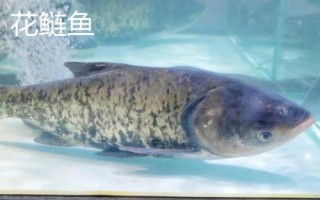 花鲢鱼刺多吗,是一种刺比较多的鱼