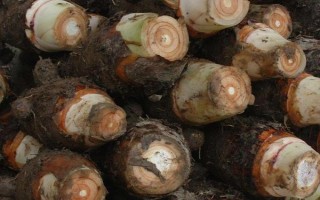 广芋的保存时间，放在冰箱中可以保存8-10天左右