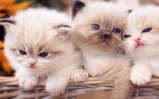 猫咪经常吐舌头正常吗，可能是吃东西或舔毛时被打断导致的