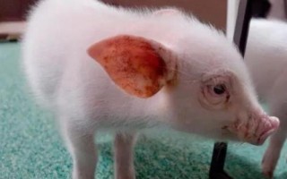 宠物猪的寿命，寿命在10年左右