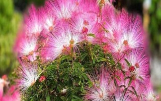 怎么养合欢花，在生长期间应该保证有足够的光照